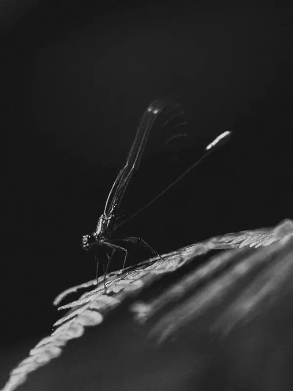 Unspoken Connections, photograph by Paul Calver