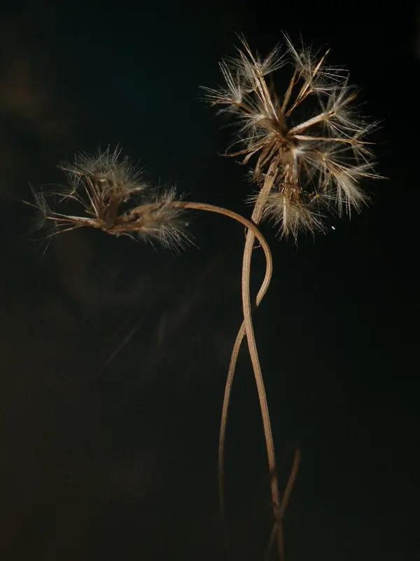 Unspoken Connections, photograph by Paul Calver