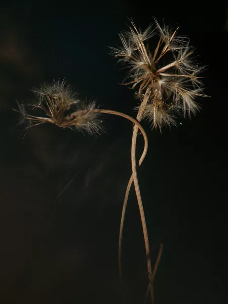 Unspoken Connections